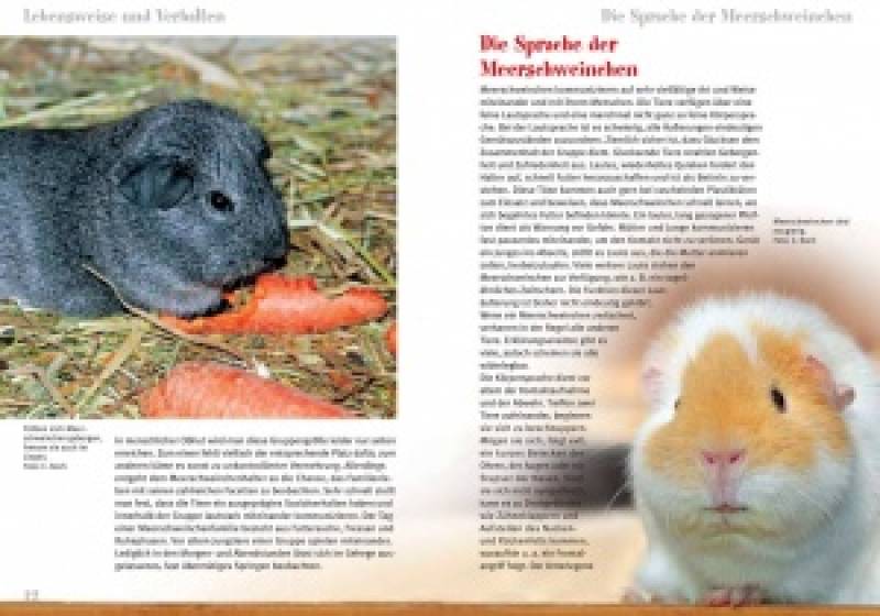 Preview: Meerschweinchen